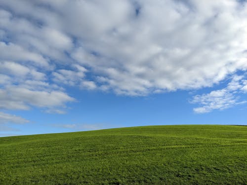 A Green Grass Field Under the Blue Sky and White Clouds