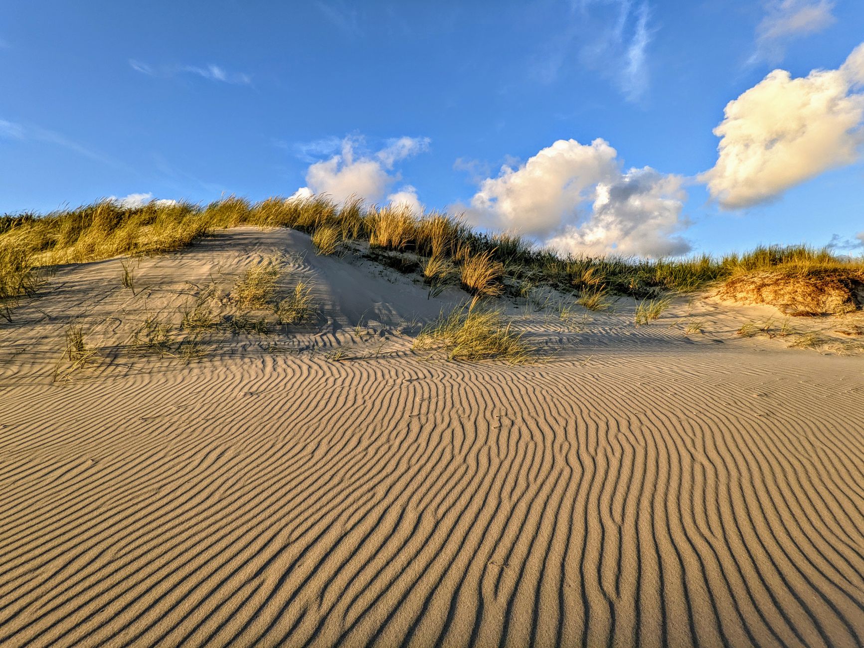 Kennemerduinen kennen extreme temperatuurverschillen en veranderende natuur