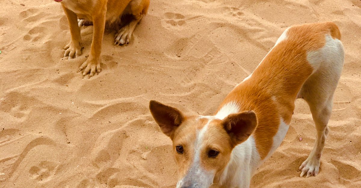 Sand Color Dog Dogs on the Sand · Free Stock Photo