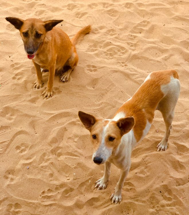 Sand Color Dog Dogs on the Sand · Free Stock Photo