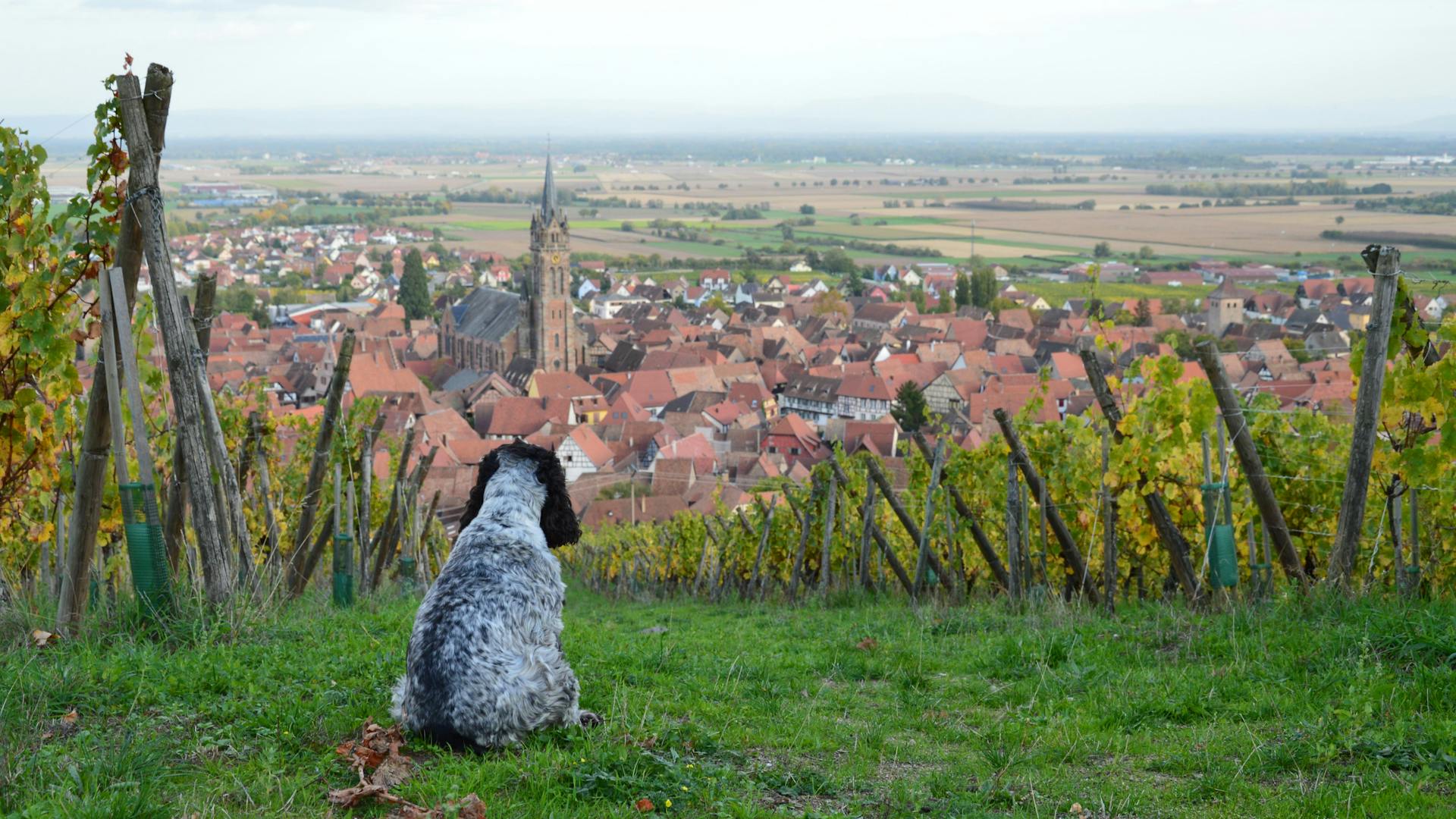 Back View of a Dog Sitting in a Vineyard and Looking at a Townscape