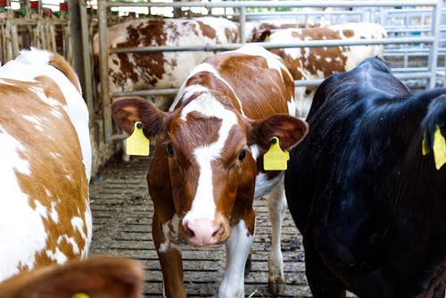 Gratis stockfoto met beest, boerderijdier, dierenfotografie