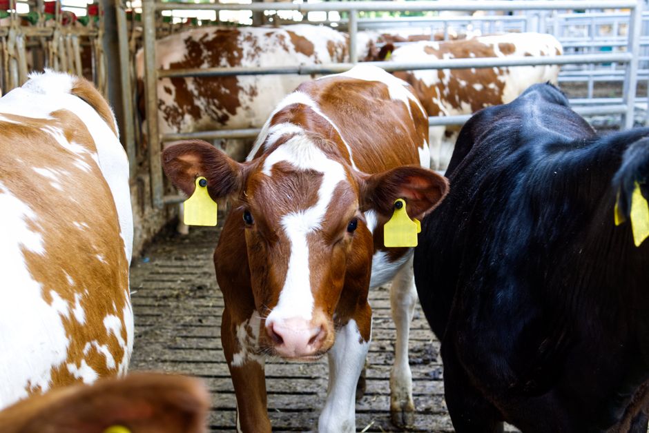 Exploring the Benefits of Cow Behavior: How Understanding Cows Enhances Farming and Welfare Exploring the Benefits of Cow Behavior: How Understanding Cows Enhances Farming and Welfare