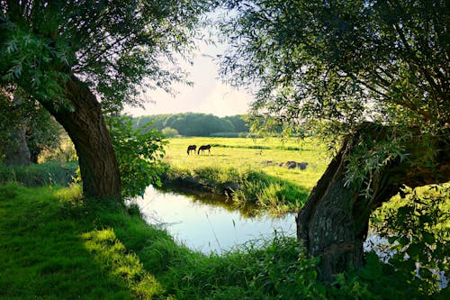 Выпас животных возле ручья и деревьев
