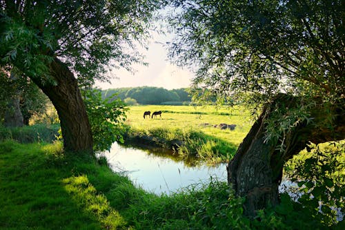 Grazing Animals Near Creek and Trees