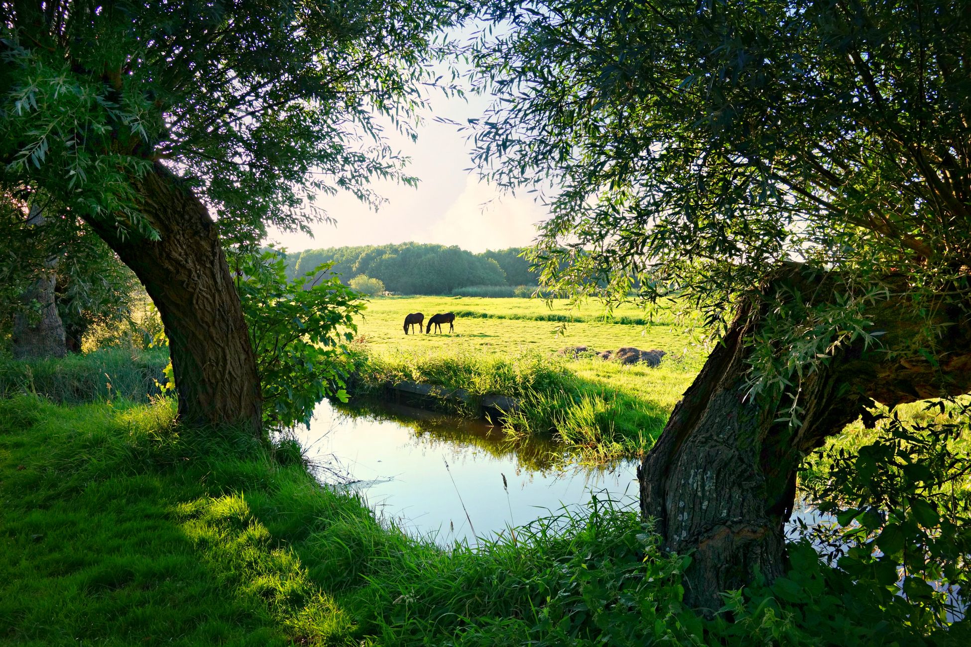 Nieuw stamboek Fries paard kiest andere route door gezondheidsproblemen