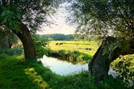 在宁静的荷兰乡村，马匹在绿树成荫的溪流旁吃草