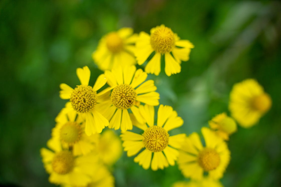 Kostenloses Stock Foto zu blühen, blumenphotographie, flora