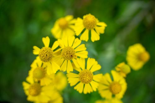Free Close-up of bright yellow wildflowers blooming in a field in Urne, WI. Stock Photo