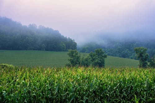 Photo of Corn Field on a Foggy Day