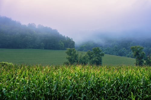 Imagine de stoc gratuită din agricultură, câmp, ceață