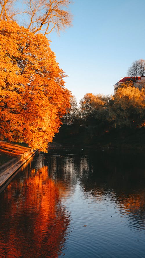 Foto profissional grátis de água, árvores, outono