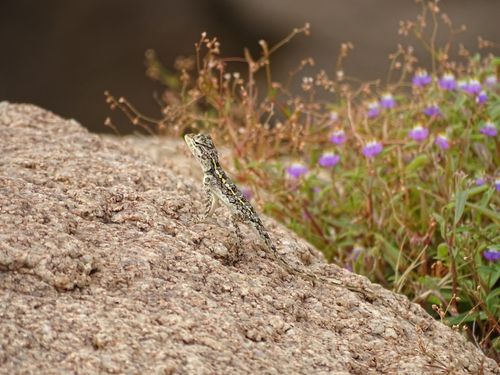 Free stock photo of camouflage, lizard, wallpaper Stock Photo
