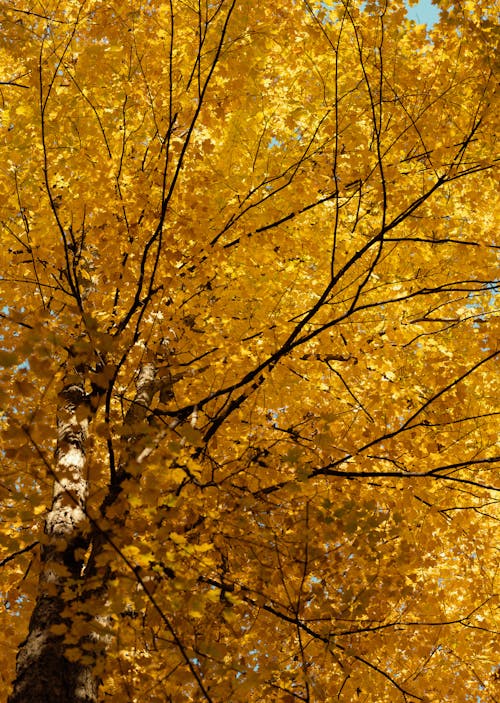 Golden Leaves on Tree in Autumn