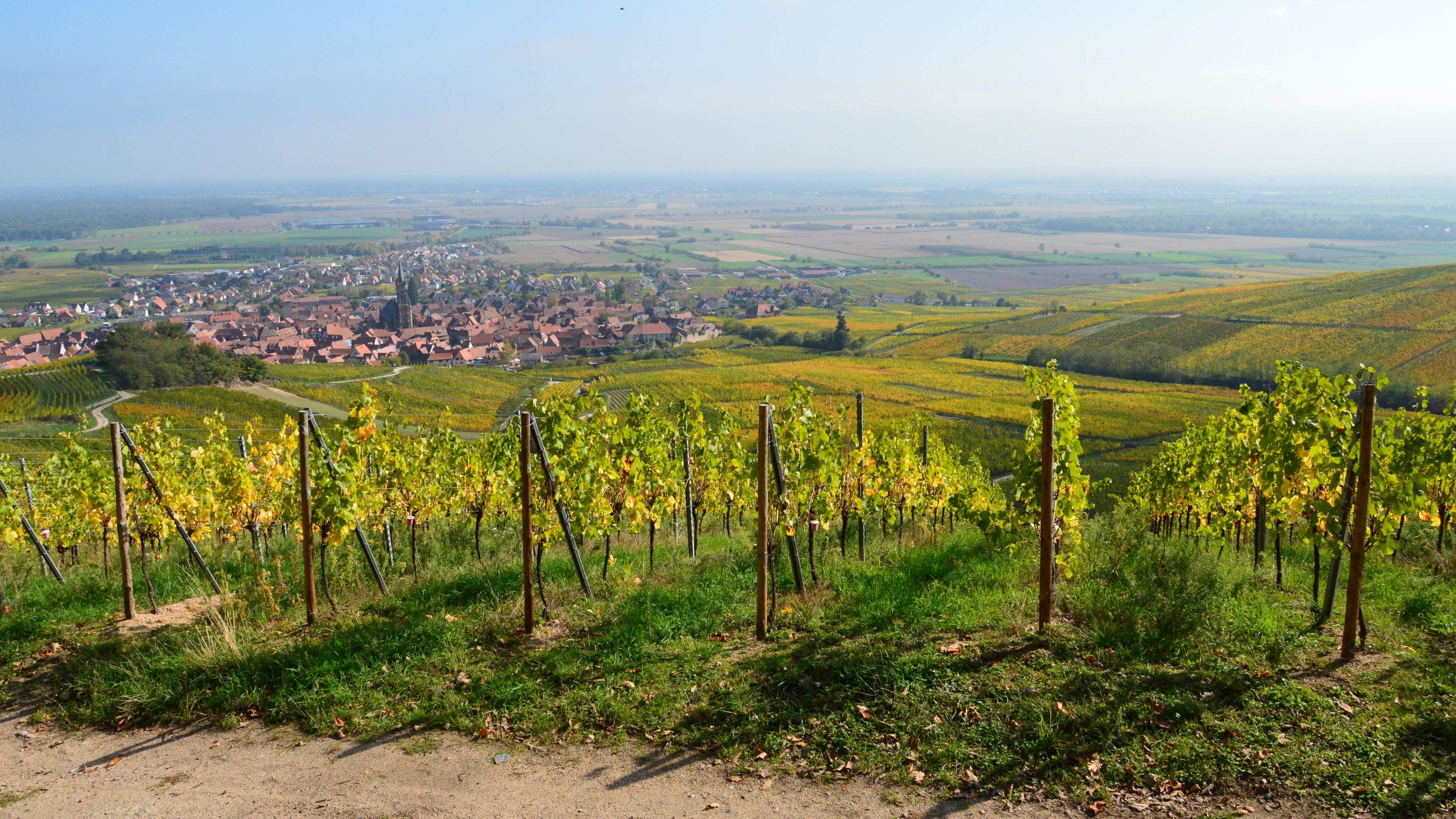 Vineyard landscape with view of a rural village and expansive fields under a clear sky.