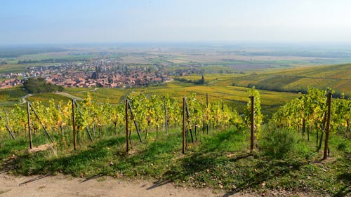 View of a Rural Landscape 