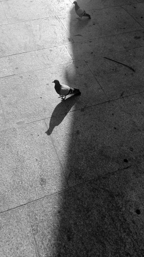 Grayscale Photo of Pigeons on the Floor