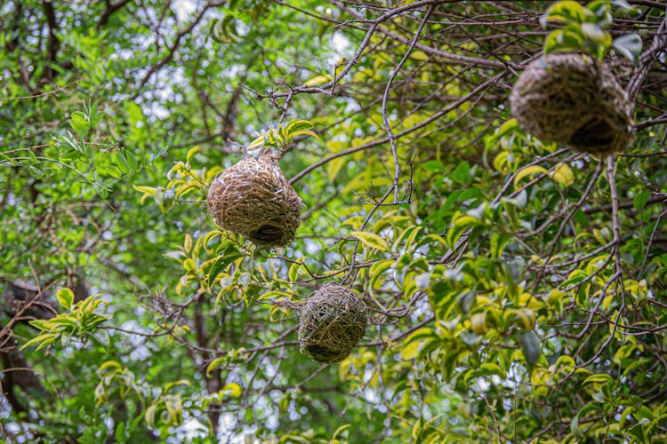 Bird Nests Hanging On A Tree