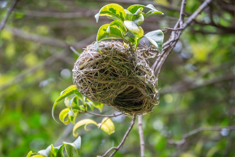 A Green Plant Growing On A Nest 