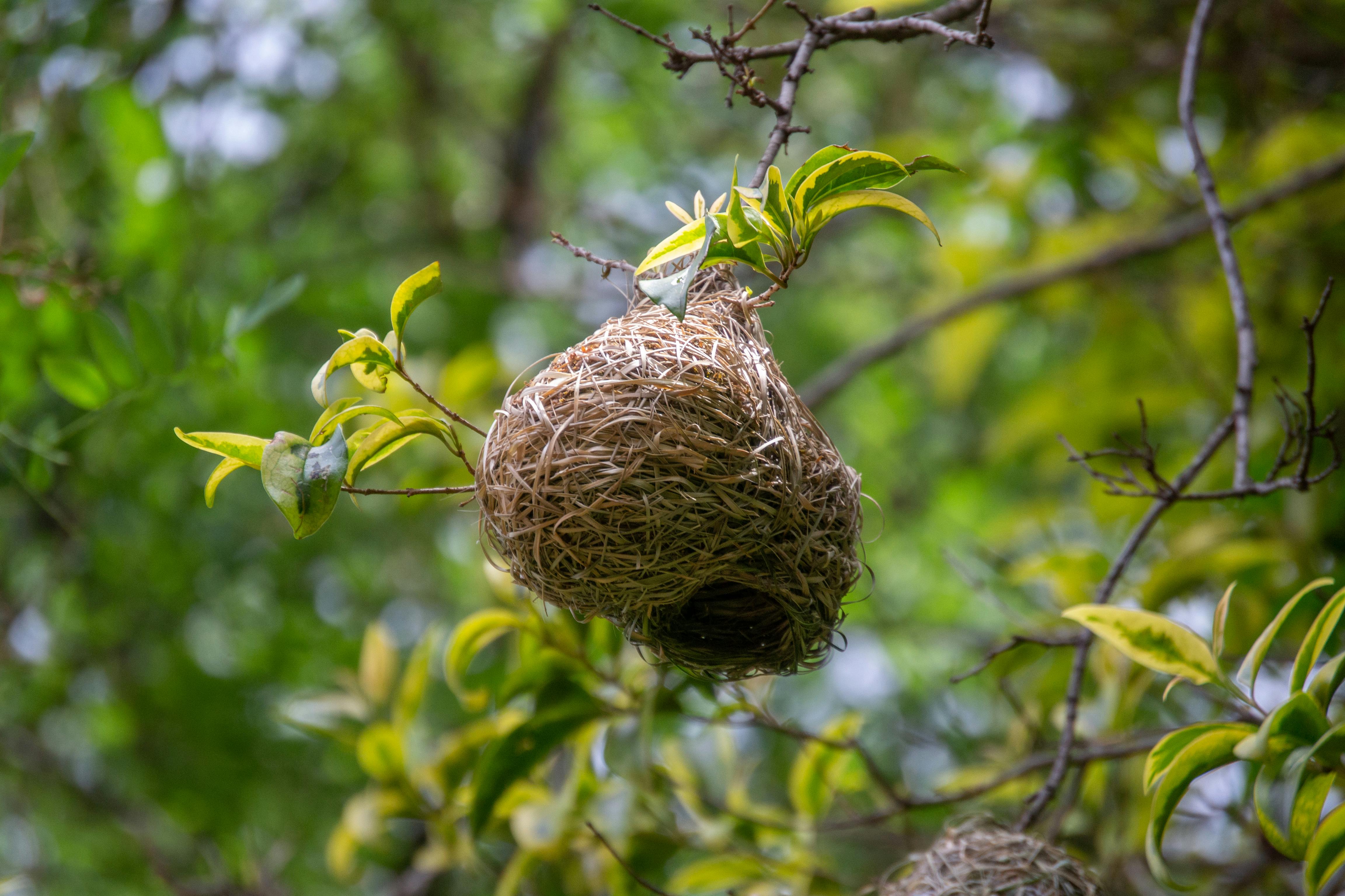 Hanging bird's nest - Stock Image - C051/4645 - Science Photo Library