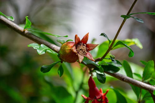 Growing Pomegranate Fruit on Tree Branch 