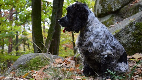 Gratis lagerfoto af engelsk cocker spaniel, fra siden, hund