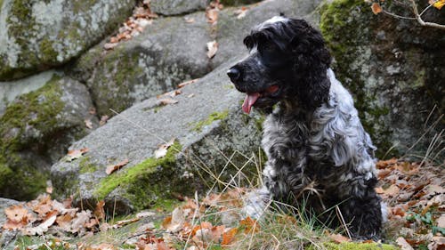 Gratis lagerfoto af engelsk cocker spaniel, hund, hundefamilien