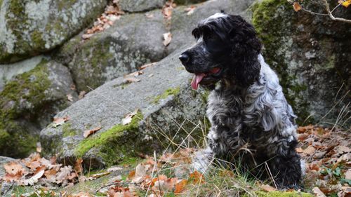 Free An English Cocker Spaniel dog sitting among mossy rocks and fallen leaves in a forest. Stock Photo
