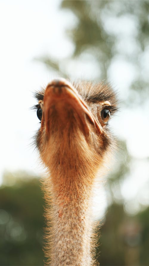 Close-Up Shot of an Ostrich