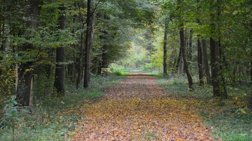 Free A tranquil forest path covered with fallen leaves during early autumn. Stock Photo