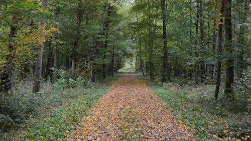 Kostenloses Stock Foto zu außerorts, bäume, blätter