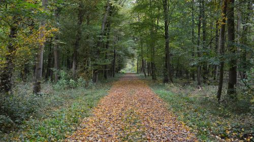 Free A peaceful forest pathway covered in autumn leaves, surrounded by dense trees. Stock Photo