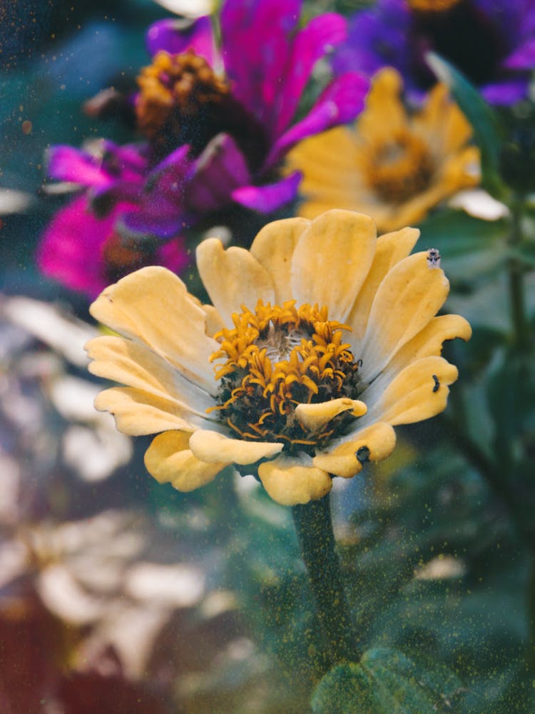 Close Up Of A Flower 