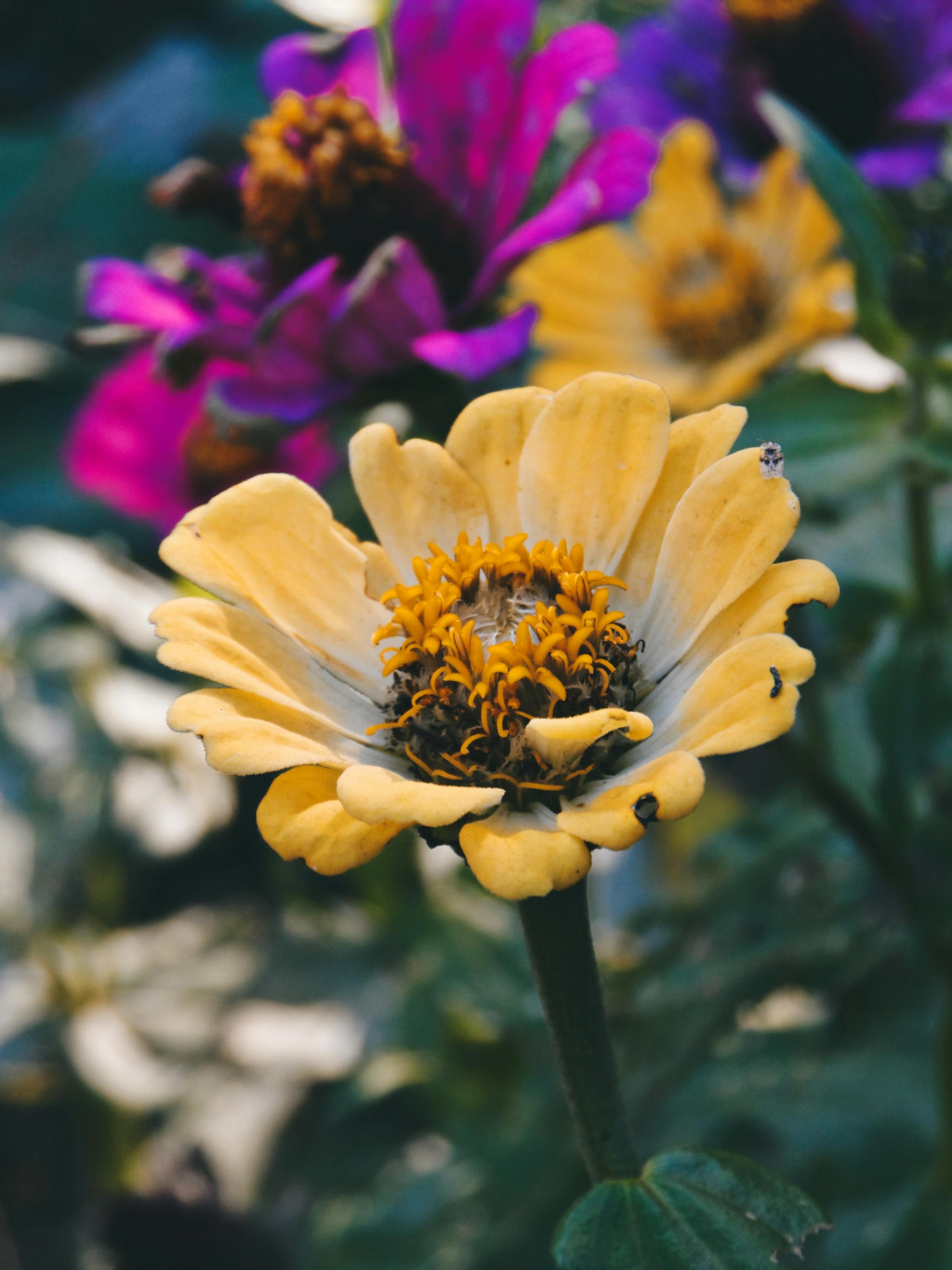 [ColoSach]-close-up-of-vibrant-yellow-and-purple-flowers-blooming-in-a-garden-setting.