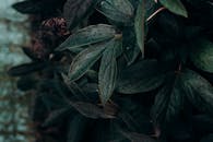 露珠点缀着郁郁葱葱的绿叶特写，营造出一种宁静而略带忧郁的户外氛围