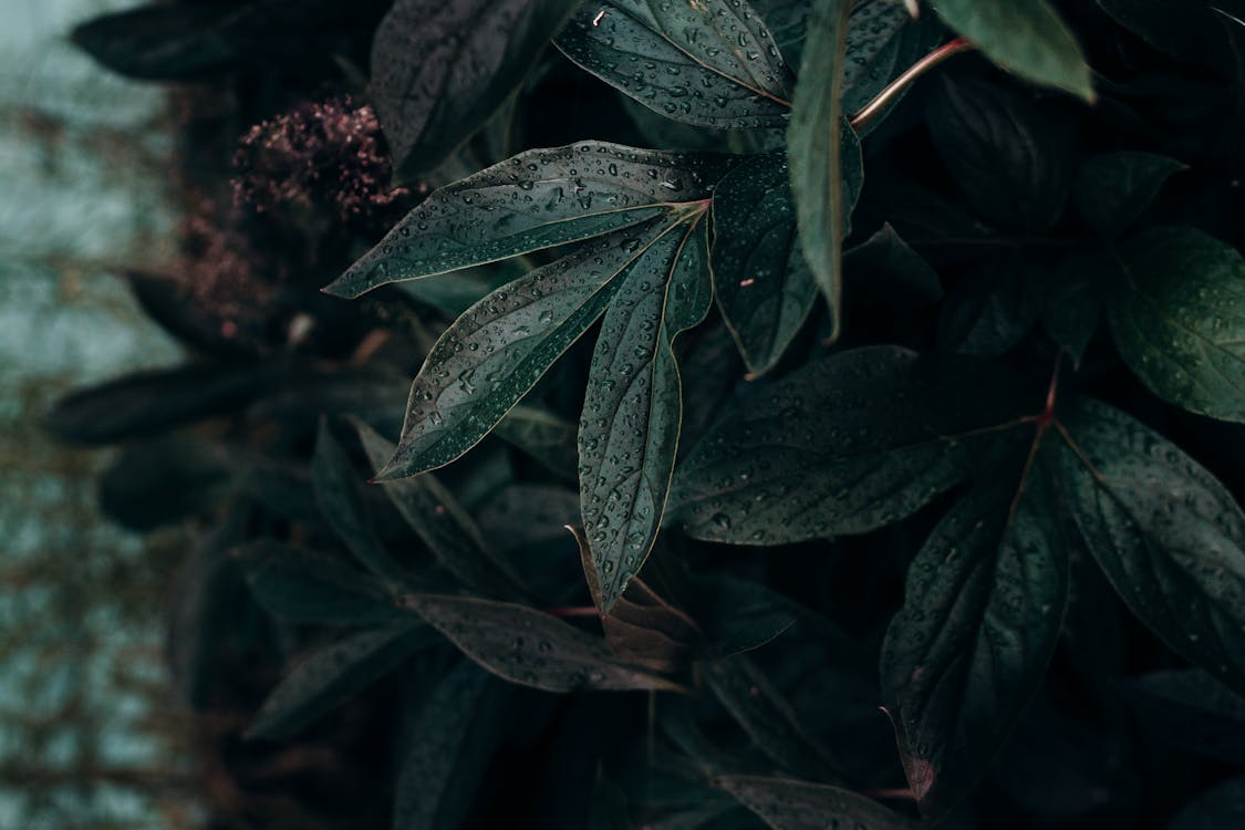 Shallow Focus Photo of Green Plant