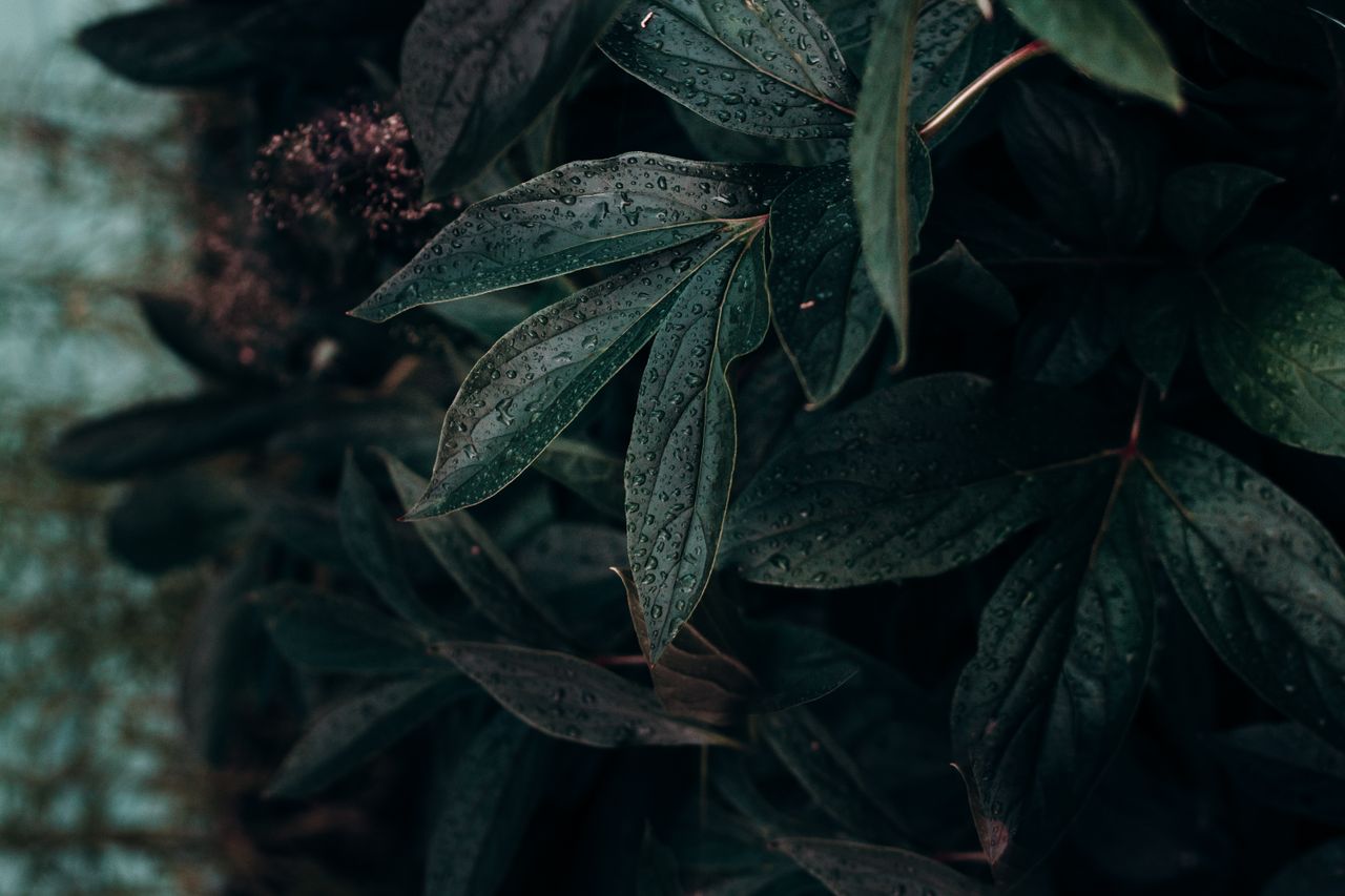 a detailed close up of lush green leaves adorned with dewdrops evoking