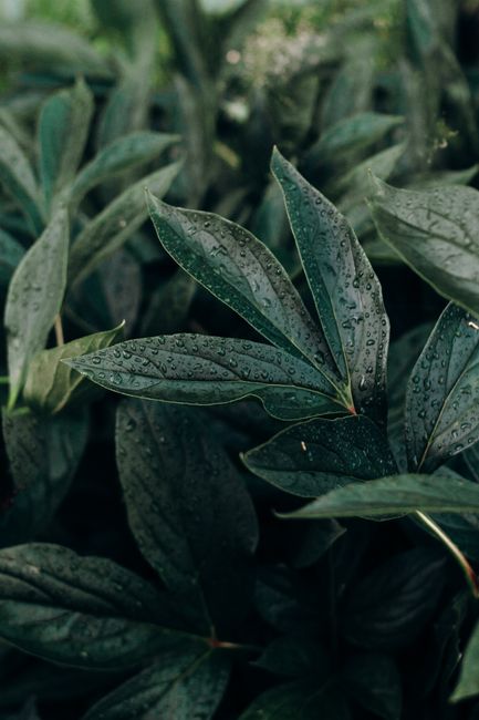 Close-up of dark green leaves with dewdrops, showcasing natural beauty and vitality in the outdoors.