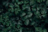 雨滴覆盖着深绿色叶子的特写镜头，营造出宁静的自然背景