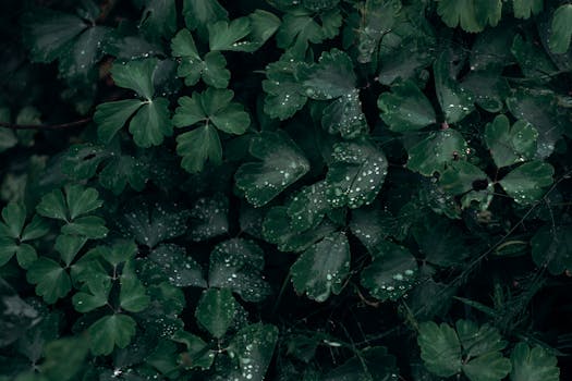 雨滴覆盖着深绿色叶子的特写镜头，营造出宁静的自然背景