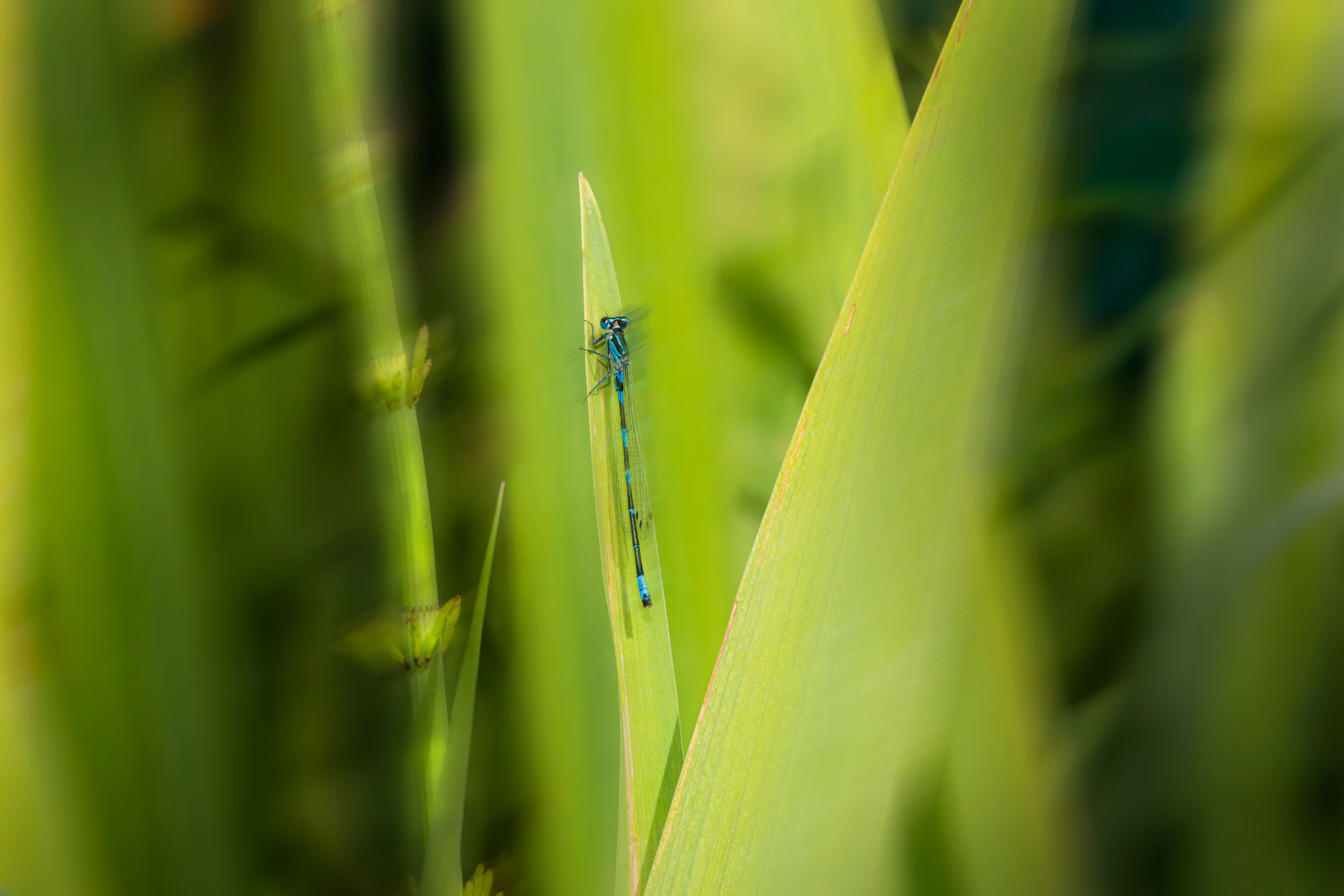 Blue Damselfly Perched on Green Leaf in Close Up Photography · Free ...