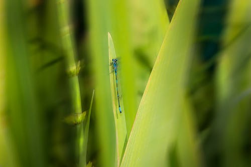 Blue Damselfly Perched on Green Leaf in Close Up Photography