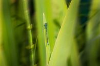 A detailed close-up of a vibrant blue damselfly perched on a lush green grass blade.