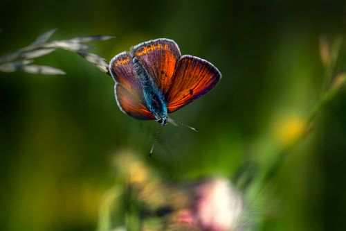 Free Close-up of a purple-edged copper butterfly (Lycaena hippothoe) flying among blurred greenery. Stock Photo