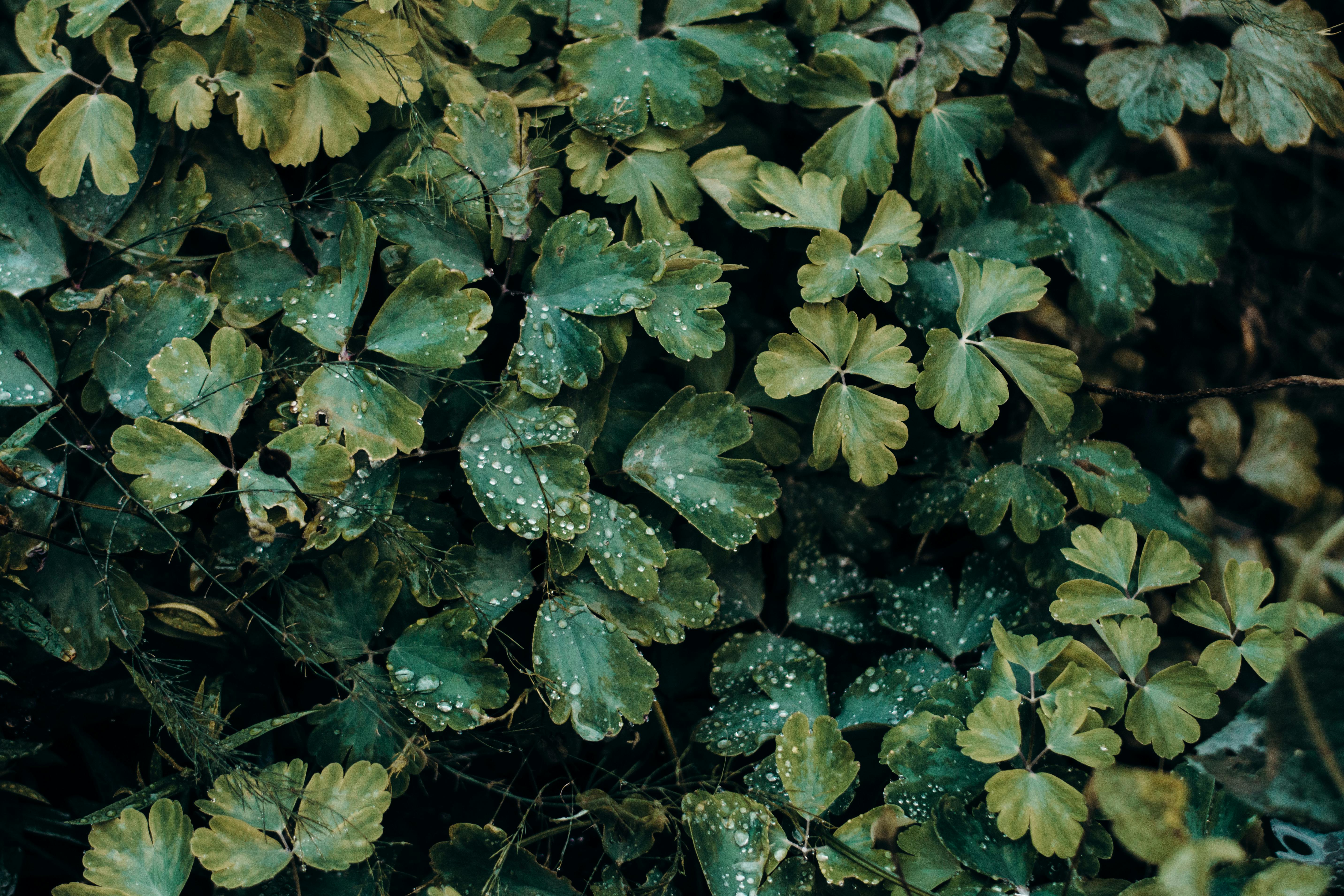 Understanding the Science of Hydroponic Farming