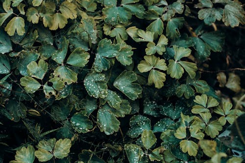 녹색 잎이 많은 식물의 사진