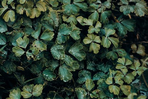Free Lush green leaves covered in dew drops, embodying freshness and nature's beauty. Stock Photo