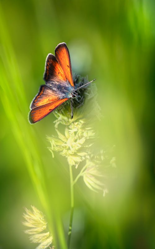 Purple-edged Copper Butterfly Perched on a Flower