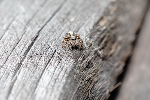 Spider on Wood Bark