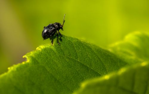 Free Close-up of a black beetle perched on a vibrant green leaf in natural light. Stock Photo